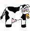 dairy cows