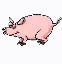 pigs